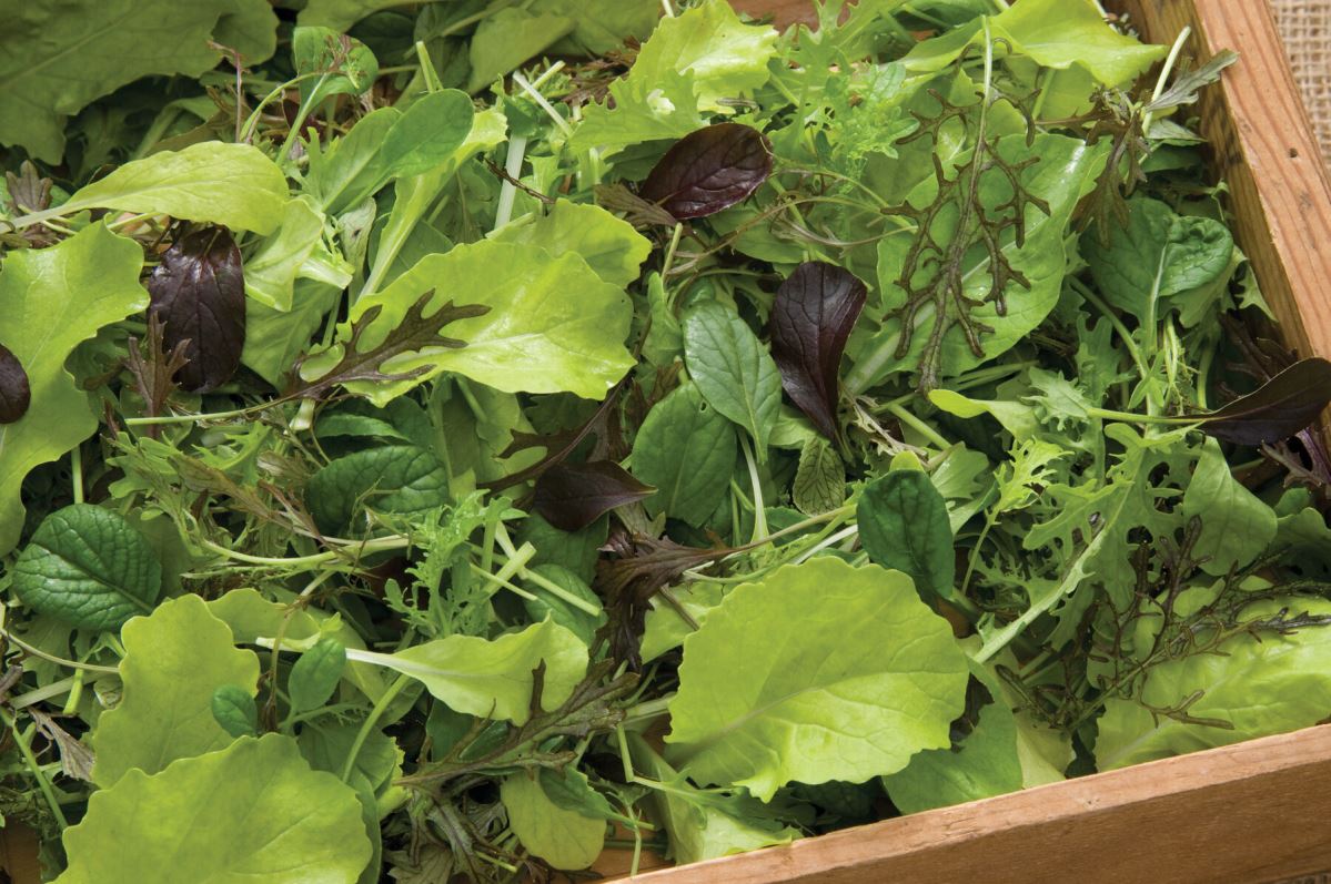 Premium Greens Mix – Vegetable Seed